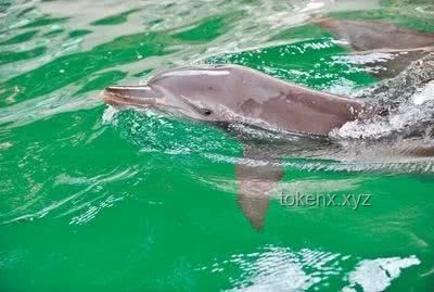 赶海文化中的生态体验与海洋生物多样性：现抓现吃的深度解析